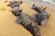 100 Whales Beached In Tamil Nadu’s Tuticorin